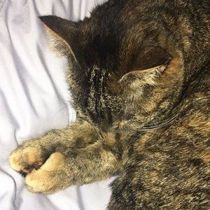 Meet your Posher, Brittany